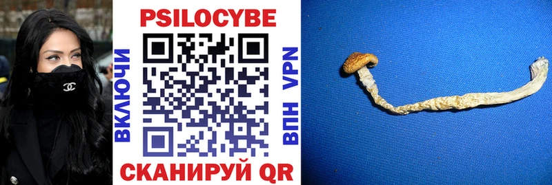 Купить где  Ессентукская  Псилоцибиновые грибы Psilocybine cubensis 